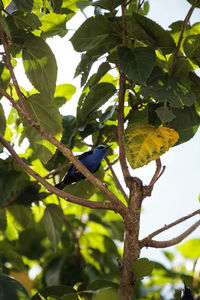 Low angle view of bird perching on tree