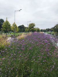 Purple flowers growing on field against sky