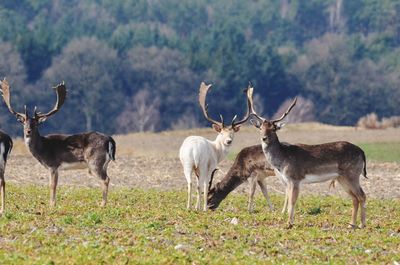 Deer standing on field against trees