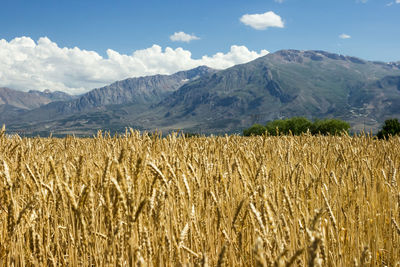 Scenic view of agricultural field against sky