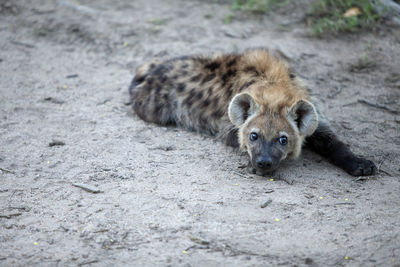 Portrait of lion relaxing on land