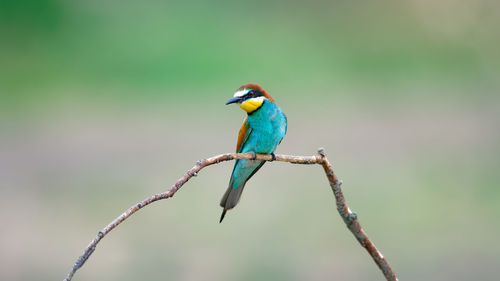 European bee-eater