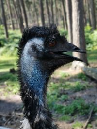 Close-up of a bird looking away