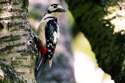 Close-up of bird perching on a buntspecht 
