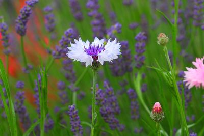 Close-up of purple flowering plant on field