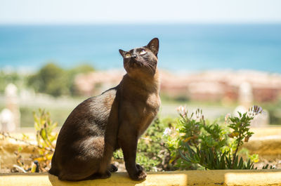 Burmese cat sitting on retaining wall