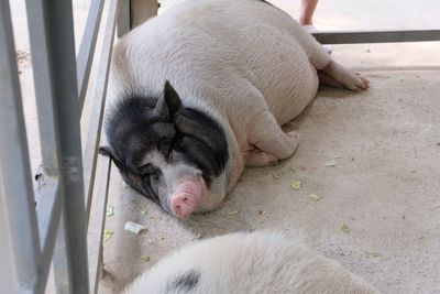 High angle view of dog sleeping