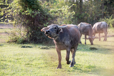 Portrait of buffaloes on field