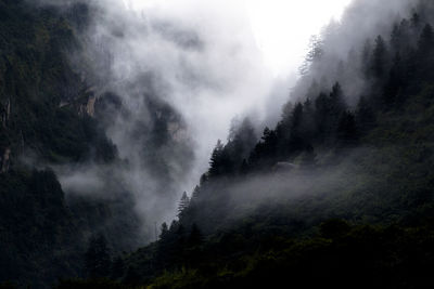 Scenic view of trees in forest against sky