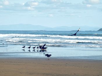 View of horse on beach