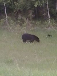 View of an animal on field