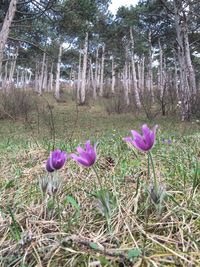 Purple flowers in field