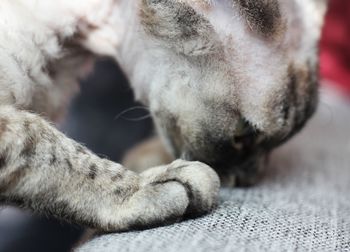 Close-up of a cat