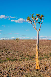 Tree on field against sky