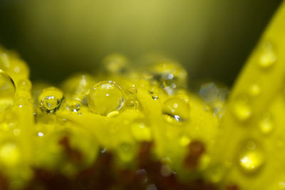 Full frame shot of wet yellow leaf