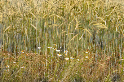 Full frame shot of crops on field