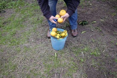 Farmer collects citrus fruits in the garden