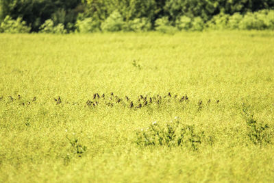 View of sheep on field