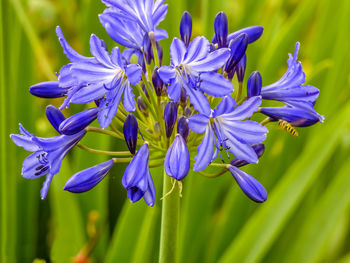 Close-up of purple flowering plants
