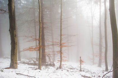 Snow covered trees in forest