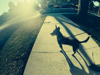 Shadow of dog on ground