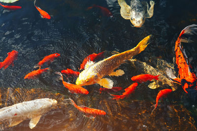 Koi carps swimming in sea