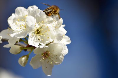 Close-up of white flowers blooming in garden