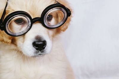 Close-up of dog wearing glasses