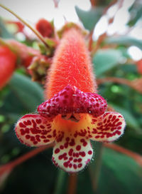 Close-up of flower against blurred background