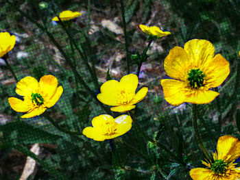 Close-up of yellow flower