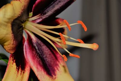 Close-up of wilted flower