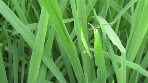 Full frame shot of grass