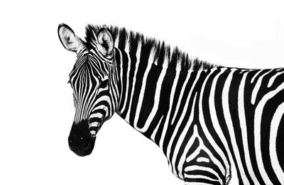 Close-up of zebra