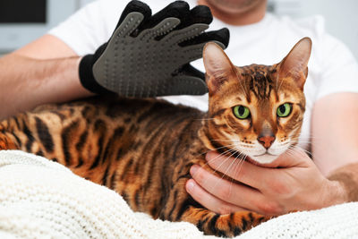 Close-up of cat. male hand grooming pet with special comb
