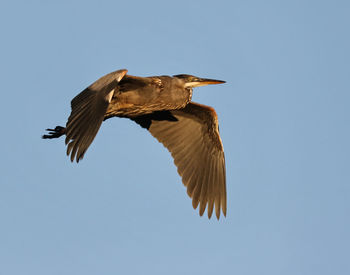 Low angle view of bird flying against clear sky