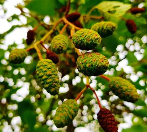 Close-up of fruits growing on tree