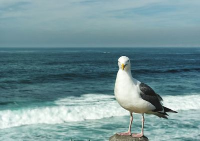 Close-up of seagull perching on beach against sky