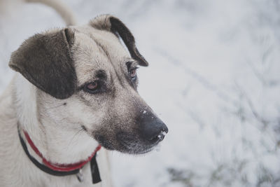 Close-up of dog on snow field