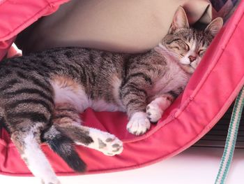 Close-up of cat sleeping on bed