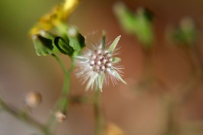 Close-up of flower against blurred background