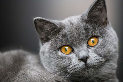 Close-up portrait of a cat