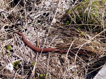 High angle view of lizard on field