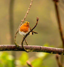 Close-up of bird perching on branch
