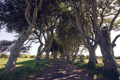 Footpath passing through forest