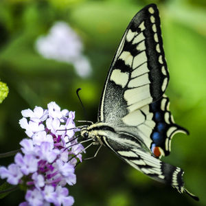 Close-up of butterfly pollinating on flower