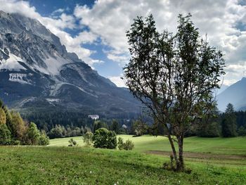 Trees on field against mountain range