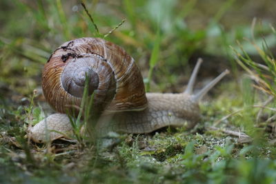 Close-up of snail on field