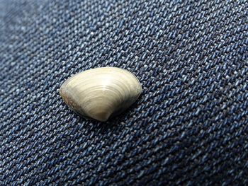 Close-up of seashell on fabric