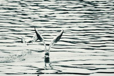 View of a bird swimming in lake