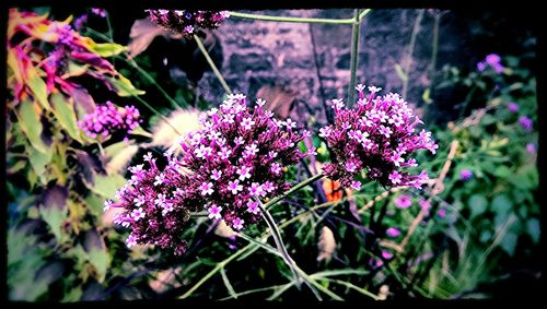 Close-up of purple flowers blooming